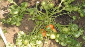 МОНГОЛЬСКИЙ КАРЛИК: томат, об урожайности которого ходят легенды!