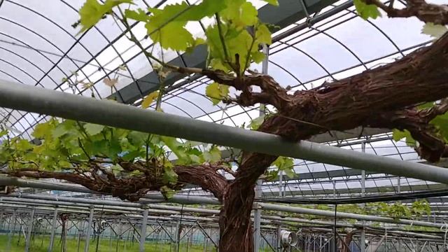 grapes- muscat hamburg #1(2020.5.2) смотреть онлайн