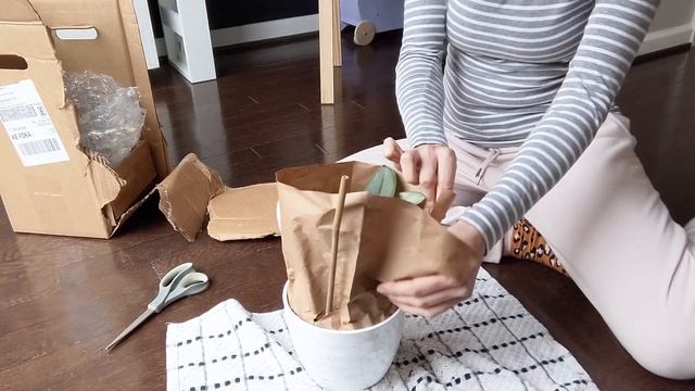 Unboxing of My New Scindapsus Treubii Moonlight Ordered Directly From Costa Farms смотреть онлайн