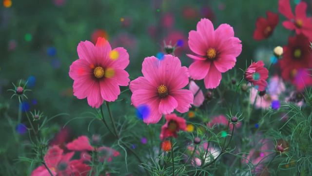 Фон для видеомонтажа Космея HD Video Background смотреть онлайн