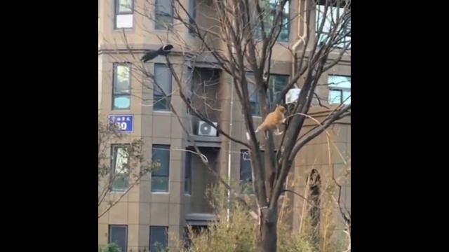 Приколы про животных. Смешное видео про котов, собак и не только. Выпуск 28 смотреть онлайн