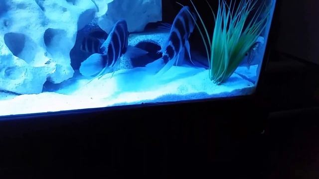 Frontosa Cichlid Cyphotilapia mating! смотреть онлайн