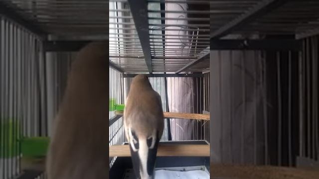 Седоголовый щегол 2018 смотреть онлайн