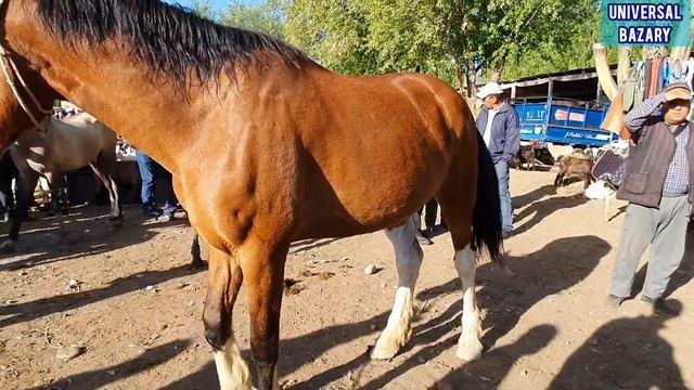 Жаңы Ноокат ЖЫЛКЫ Базары 185 миңге Ат Сатылды 90 миңдик Аттар көп кирди смотреть онлайн