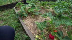 Гигантелла - мой любимый сорт садовой земляники