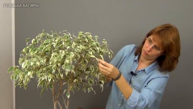 Плоское плетение фикуса Бенджамина (ч.5). смотреть онлайн