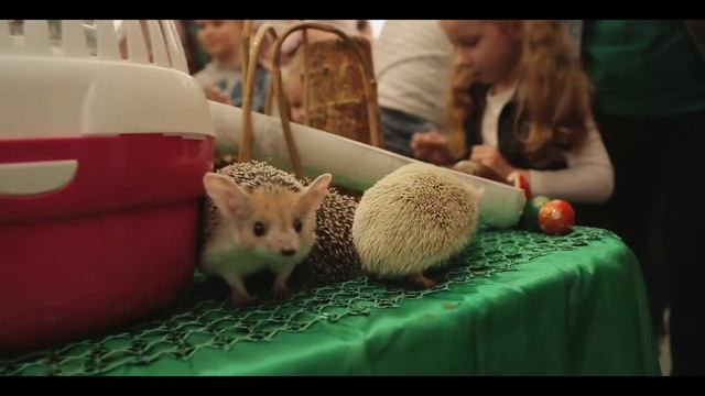 Микрогород в лесу, праздник еды - Food in the Wood 2014 смотреть онлайн