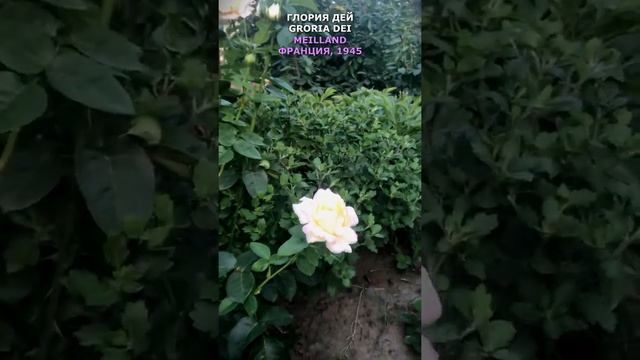 Роза Глория Дей в моем саду 23.07.2021. Gloria Dei Rose in my garden. Meilland, 1945. #shorts смотреть онлайн
