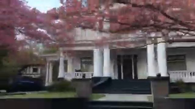 Цветение очень редких деревьев Dogwoods в Walla Walla