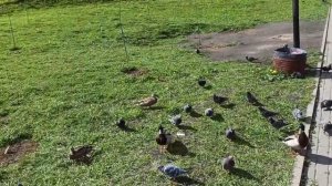 ЖИЛИ У БАБУСИ ДВА ВЕСЕЛЫХ ГУСЯ