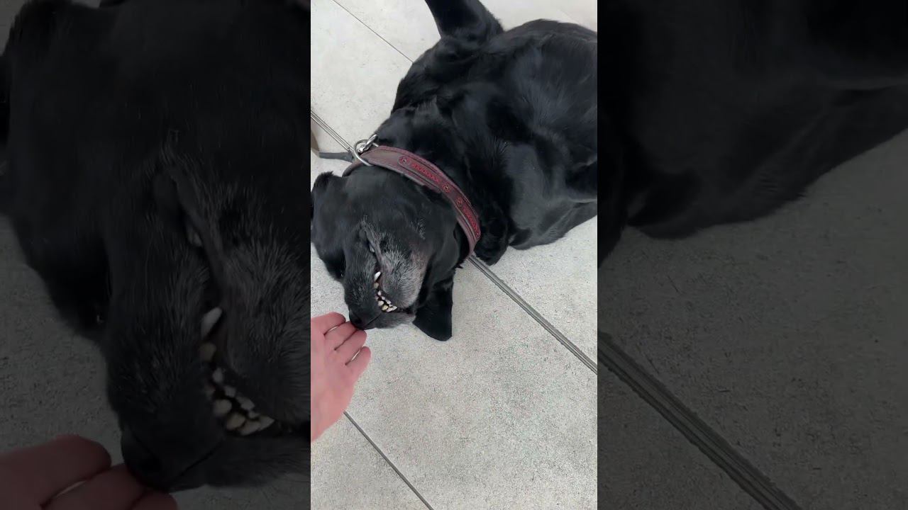 По пути на гастроли , в аэропорту г. Саранска встретили такого песика ☺️ смотреть онлайн