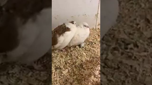 Голубое перепелиное инкубационное яйцо перепел Селадон (голубое яйцо) смотреть онлайн
