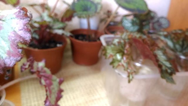 Комнатные растения, детки бегонии, как растут малыши деточки, уход смотреть онлайн