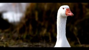 Звуки гусей