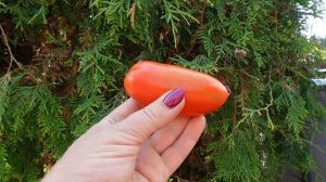 Томат СТЕРЛЯДЬ F1. Обзор сортов ТОМАТОВ!