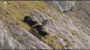 Охота орла на горных козлов!