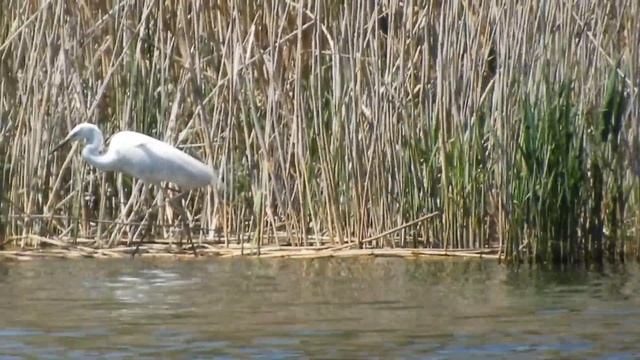 Биосфера. Цапля на другом берегу реки. Удачно поймала рыбу. А мы «поймали» её! Предельный зум… смотреть онлайн