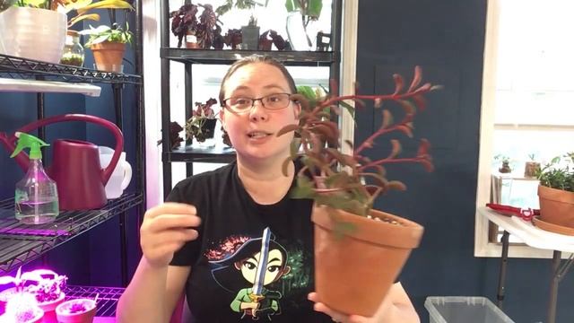 & The Growth, Care, and Propagation of Peperomia Graveolens смотреть онлайн