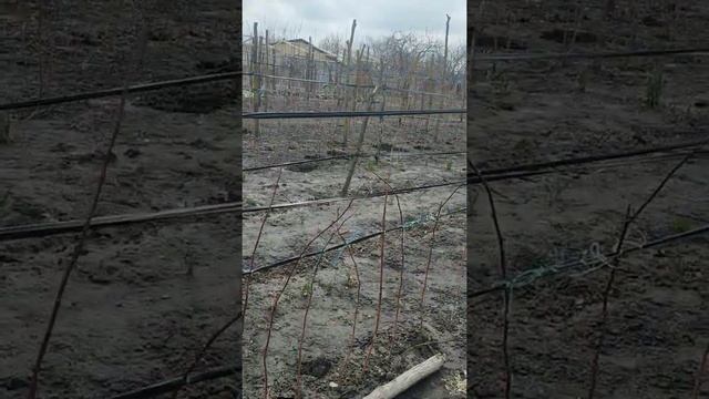 Садим малину на огороде!!! смотреть онлайн
