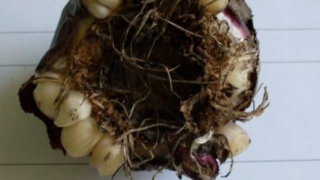 Самые Ранние ЦВЕТЫ. Красивые Ультраранние Луковичные, смотреть онлайн