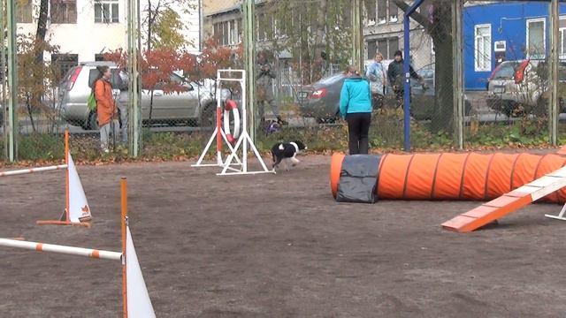 Опен L адж Масленникова Милана бордер колли Агата смотреть онлайн