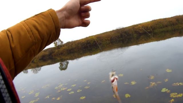 Окунь на отводной поводок. Река Проня. смотреть онлайн