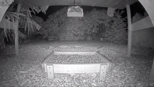 Catch the mouse - *Night vision* (Recke, Germany) смотреть онлайн