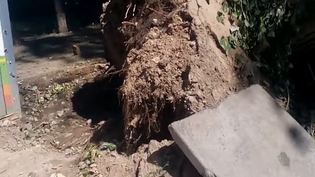 Ураган вырвал дерево с корнем . смотреть онлайн