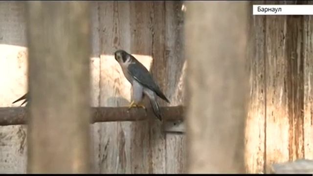 Около двадцати птиц, занесенных в красную книгу готовят к выпуску в естественную среду обитания смотреть онлайн