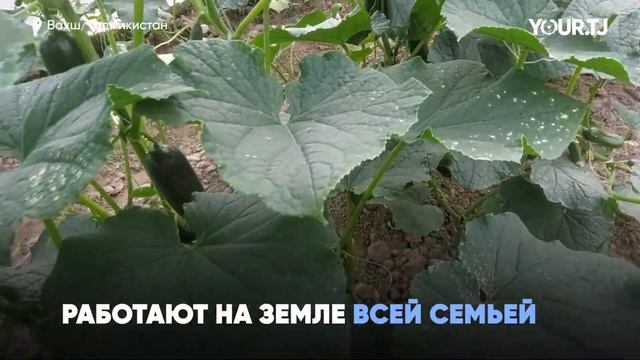 Как на юге Таджикистана выращивают огурцы смотреть онлайн