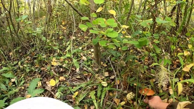 В лес за грибами с настенькой !!! смотреть онлайн