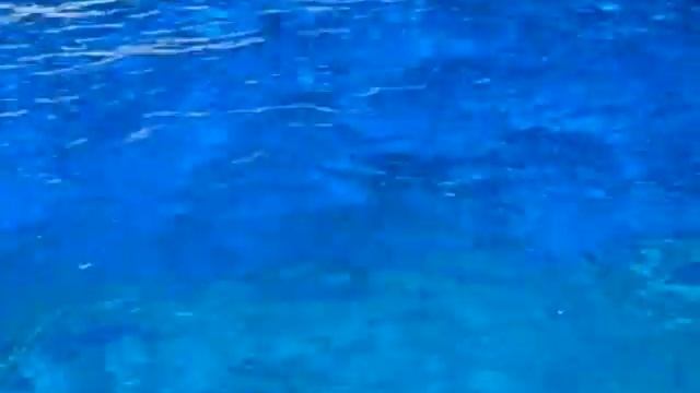 Канада - Ванкувер аквариум смотреть онлайн