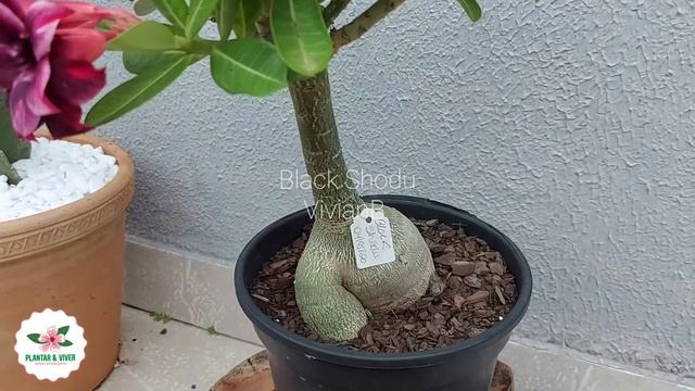 Enxerto - id Black Shodu смотреть онлайн