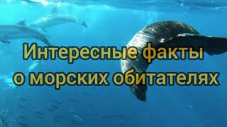 ТОП-10 СТРАННЫХ фактов о морских обитателей.mp4 смотреть онлайн
