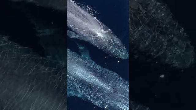 dolphindronedom CKUnmmSBMec смотреть онлайн