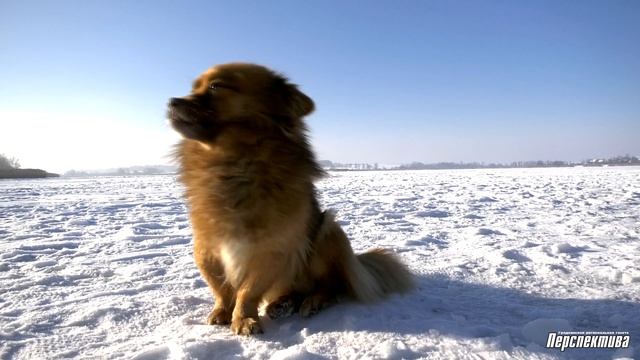 На озере в Луцковлянах прошло Крещение смотреть онлайн