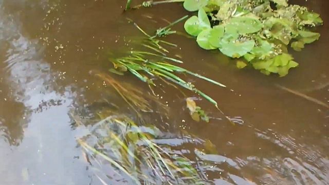 Расчищаю русло реки. смотреть онлайн