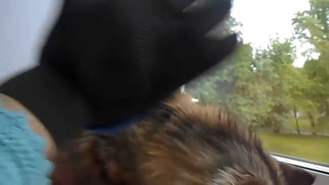 Щётка-рукавица для вычёсывания шерсти животных смотреть онлайн