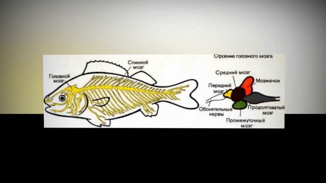 ZOG'ORA BALIQLARNING NERV SISTEMASI SEZGI ORGANLARI VA XULQ ATVORI |  БAЛИҚЛAР НЕРВ СИСТЕМAСИ.