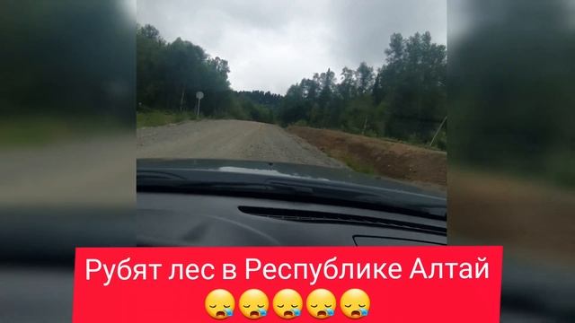 Республика Алтай! Рубят лес...? Бийка, Курмач-Байгол, Турочак, алтайцы, челканцы смотреть онлайн