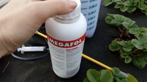 КЛУБНИКА спасаем от Мороза! ОБРАБОТКА "МЕГАФОЛОМ". Заморозки!!!