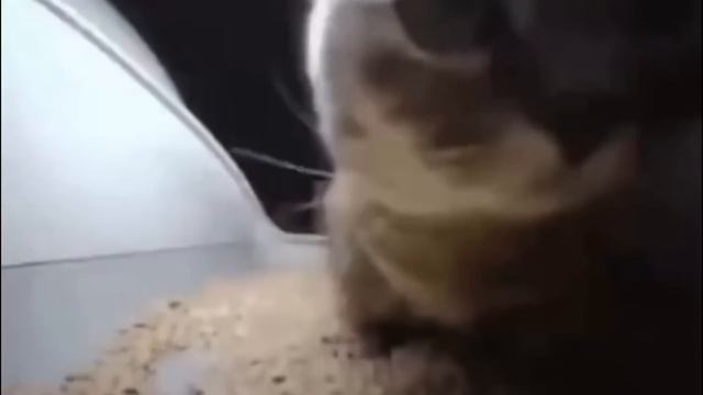 CHIPI CHIPI CHAPA CHAPA CAT 24 HOURS смотреть онлайн
