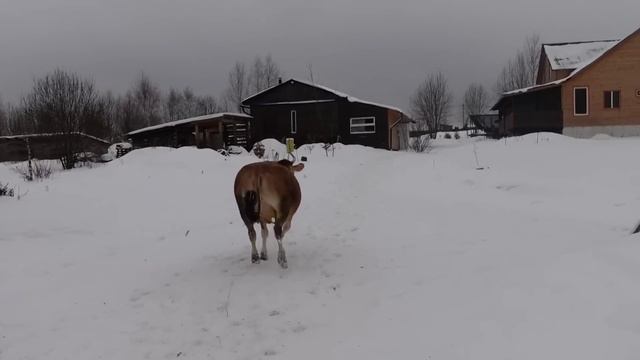 ХЛОПОТЫ КРЕСТЬЯНКИ В УСАДЬБЕ БЕЛАЯ КОЗА смотреть онлайн