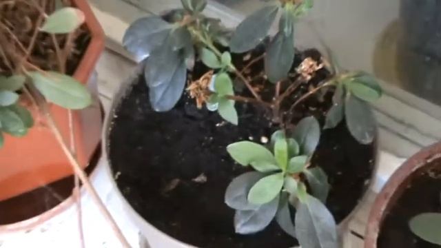 Черенкование азалий 4 смотреть онлайн