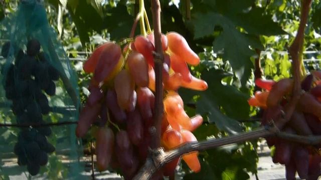 Виноград Фламенко смотреть онлайн