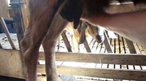 Молочный камень в вымени козы//Ответ подписчикам: Что делали и что помогло!