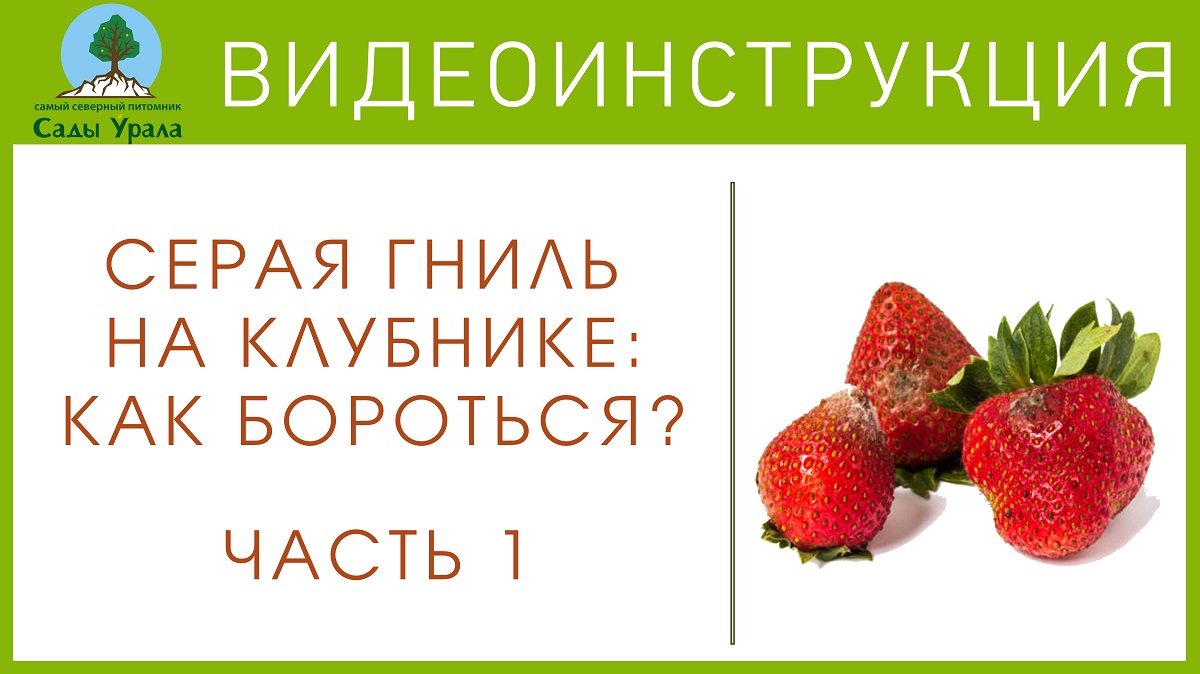 Земляника: как бороться с серой гнилью. Часть 1 смотреть онлайн