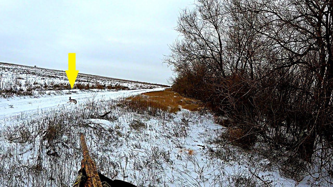 СКОЛЬКО ЗАЙЦЕВ В ЭТОЙ ПОСАДКЕ??? ЗАЙЦЫ ВСТАЮТ ИЗ ПОД НОГ!!! ЛУЧШАЯ ОХОТА НА ЗАЙЦА / MAX HUNTER смотреть онлайн