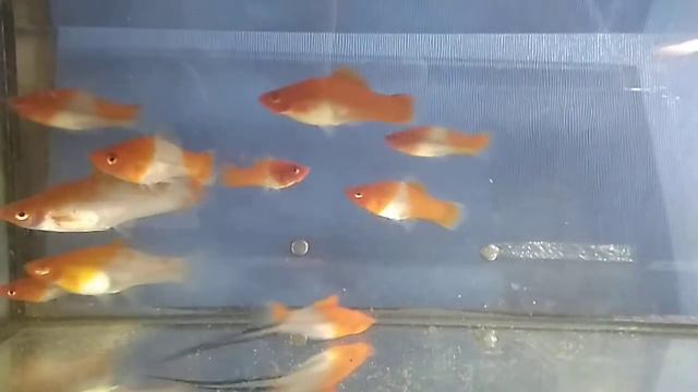 Мои меченосцы кои ( кохаку) смотреть онлайн