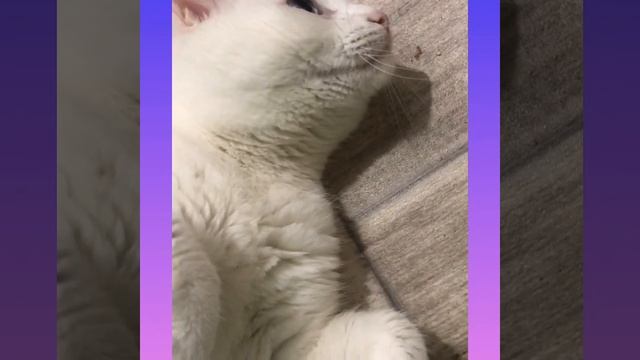 Мой кот-белый король смотреть онлайн